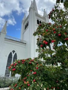 autumn tree in front of the North Parish church