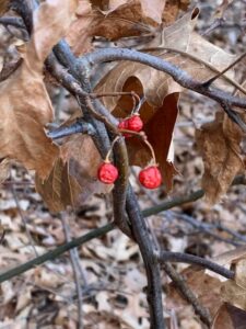 winter red berries on branch