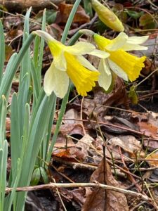 yellow daffodils