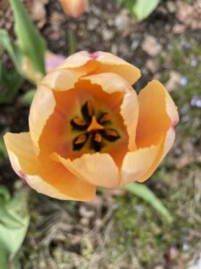 orange tulip