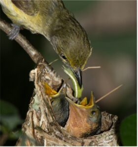 Baby birds being fed by their mother