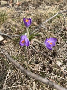 Photo of purple spring crocus flowers emerging from the ground