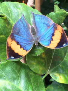 Blue, orange, and black butterfly sitting on green leaves