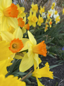 Photo of orange and yellow daffodils in bloom