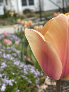 Photo of peach colored flower