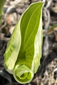 Photo of green hosta leaf