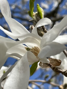 Photo of white magnolia flower