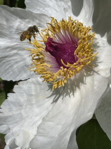 Up close photo of a bee pollinating a white flower