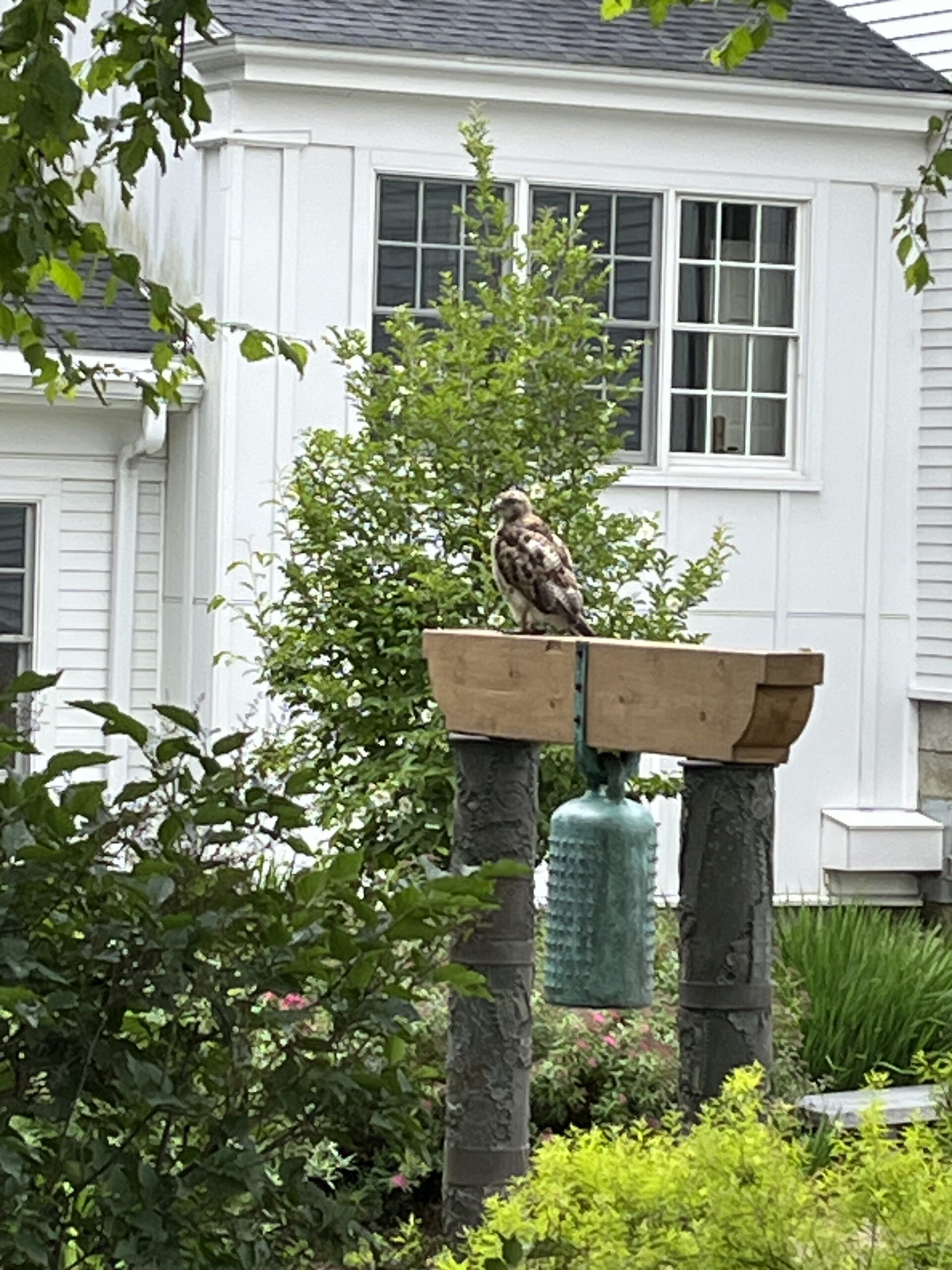 Photo of a hawk sitting on top of the North Parish bell