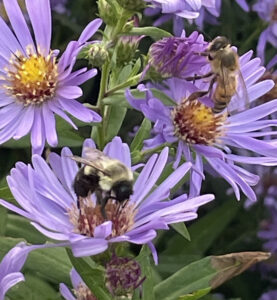 Two bees pollinating flowers with purple petals