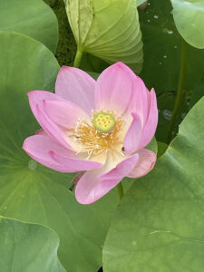 Photo of pink flower in bloom surrounded by green leaves