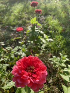 Photo of bright red flowers among lush, green leaves and plants