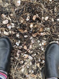 Photo of black shoes standing among beach grass, seaweed and sea shells