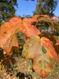Close up photo of leaves in transition from turning green to orange