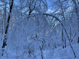 Photo of snow covered branches