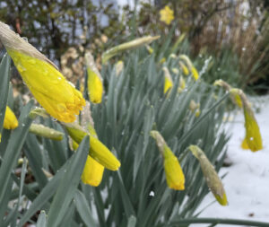 Photo of yellow flowers amidst rain and snow