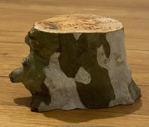 Photo of tree segments from the big, knobbly tree with the bark that looks like puzzle pieces that stands in NP back yard