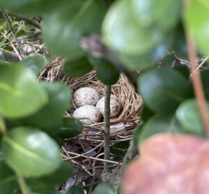 Photo of unhatched eggs in a small bird nest