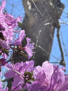 Photo of purple Azalea in bloom