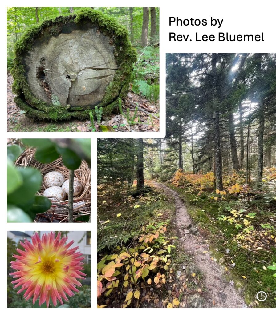 Nature photos - tree, woods, bird eggs, dahlia