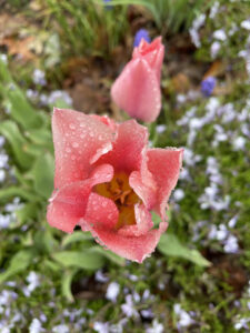 Photo of a pink flower in bloom