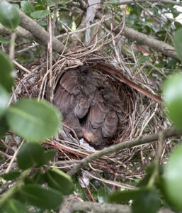 Photo of birds next with baby birds