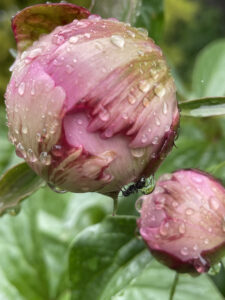 Photo of a pink flower just beginning to bloom, covered in raindrops and a small ant crawling on the underside.