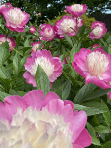 Photo of pink and white flowers in bloom