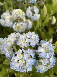 Photo of white flowers with greenery in the background.