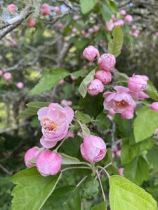 Photo of pink flowers with green leaves in the background