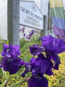 Purple flowers in bloom