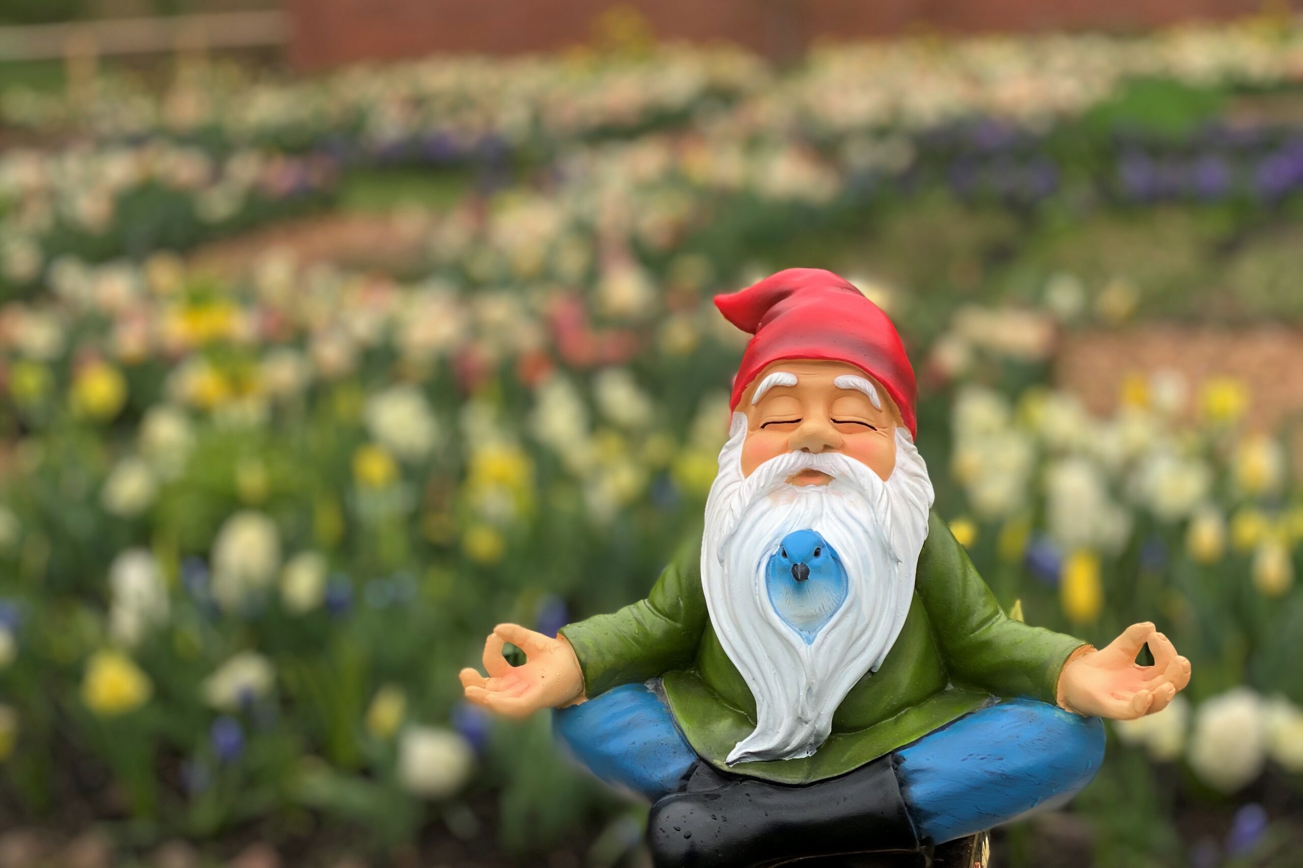 Meditating Garden Gnome with a blue bird peeking out of its beard; Nourish Your Spirit!