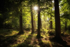 Photo of foreset with sunlight shining through trees