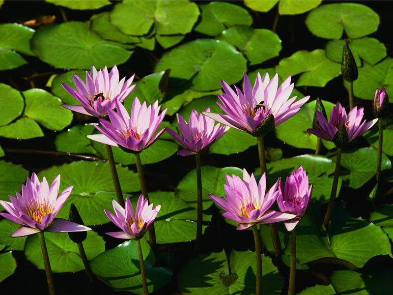 purple lotus flowers